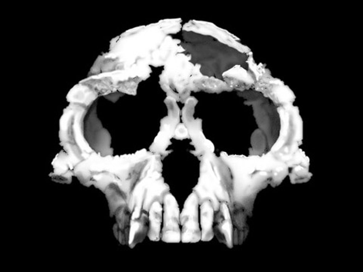 Reconstruction d'Ardipithecus ramidus (Ardi)