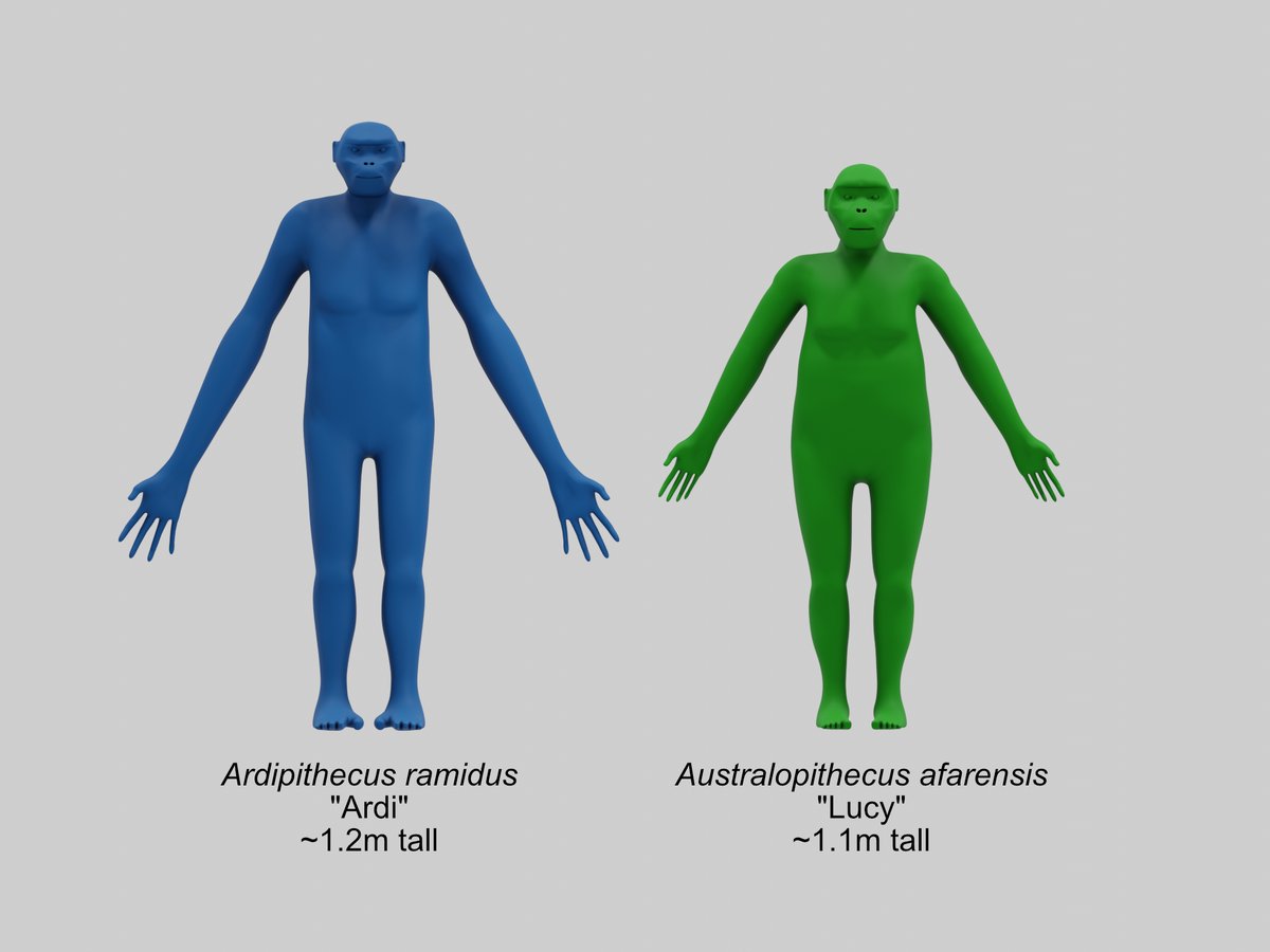 Comparaison des reconstructions d'Ardi et de Lucy