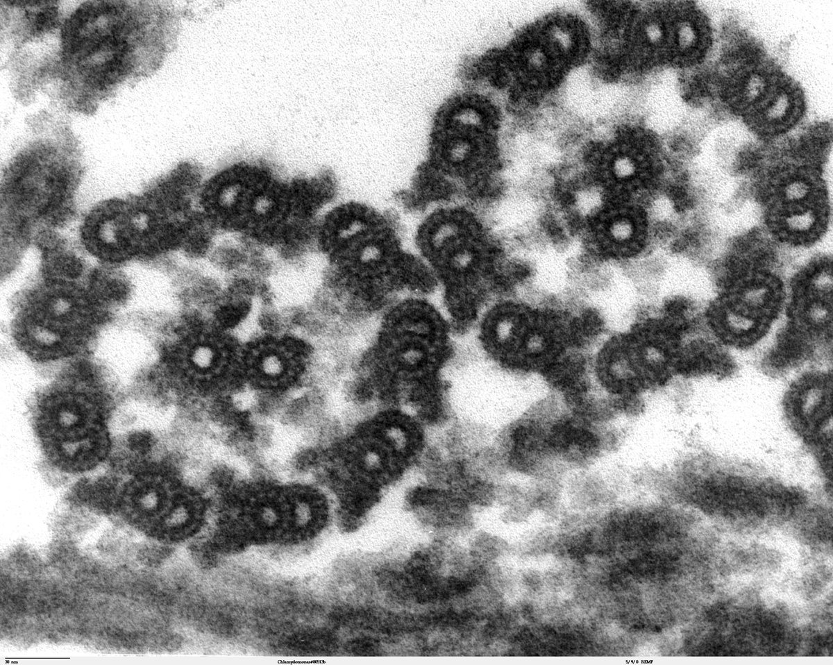 Chlamydomonas reinhardtii, algue verte unicellulaire, microscopie electronique - domaine public