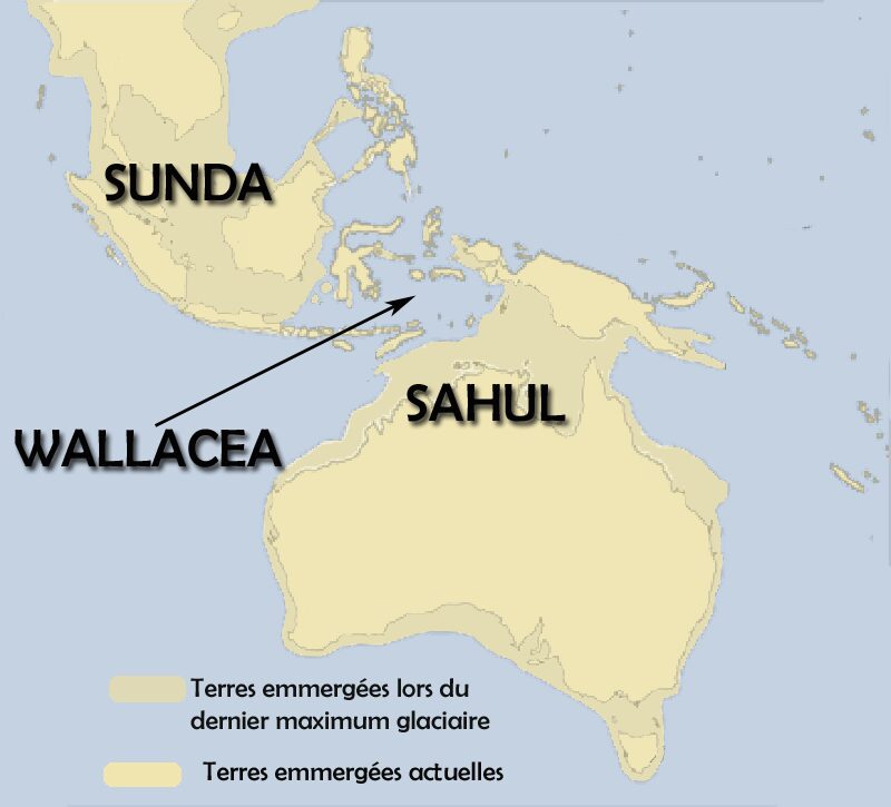 Carte des continents de Sunda et Sahul séparés par la zone de Wallacea au Pléistocène