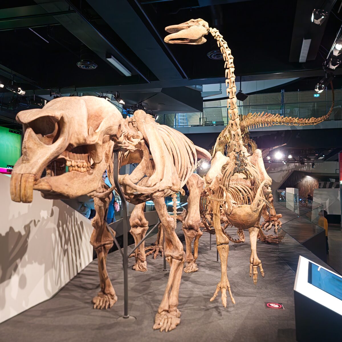 Reconstitution de la mégafaune australienne avec le Diprotodon et l'oiseau Genyornis