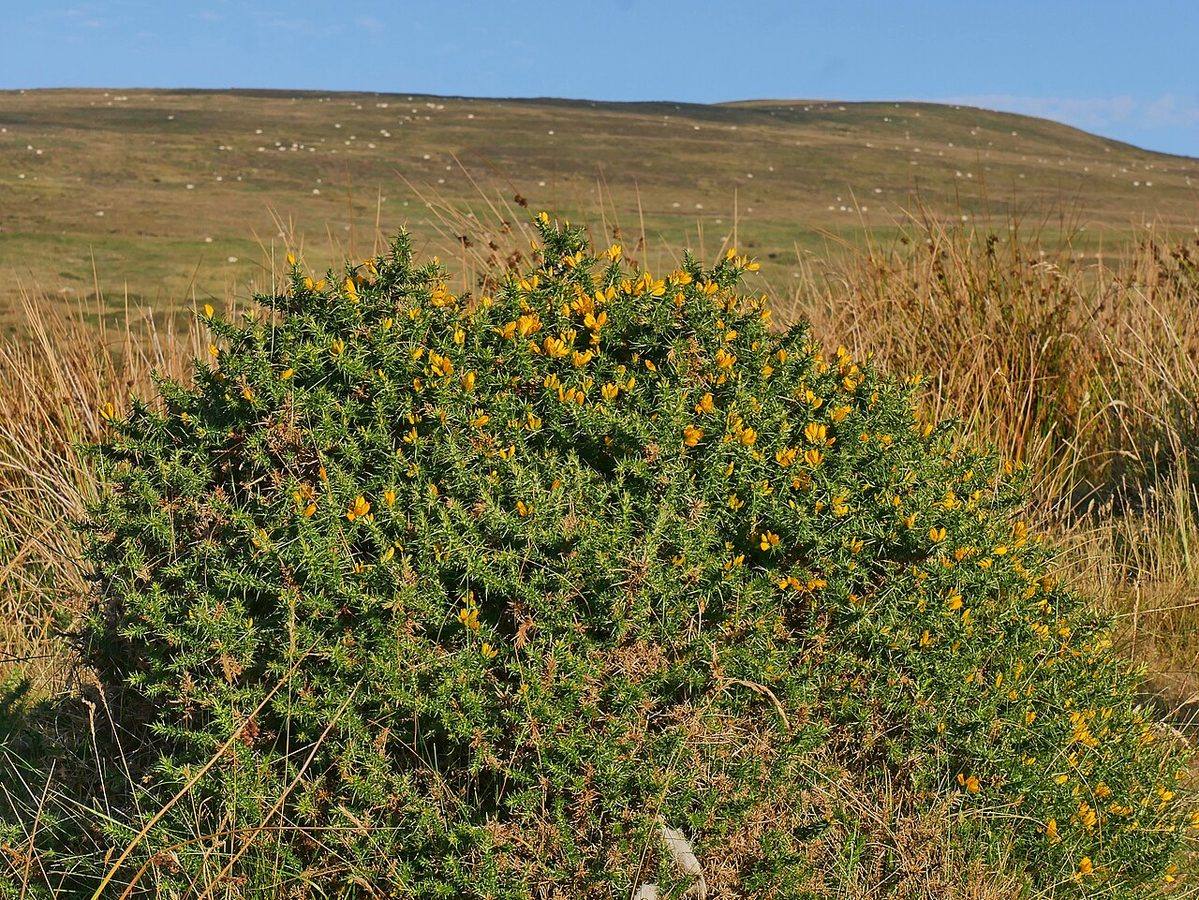 Les collines Preseli (Pays de Galles), source des pierres bleues de Stonehenge