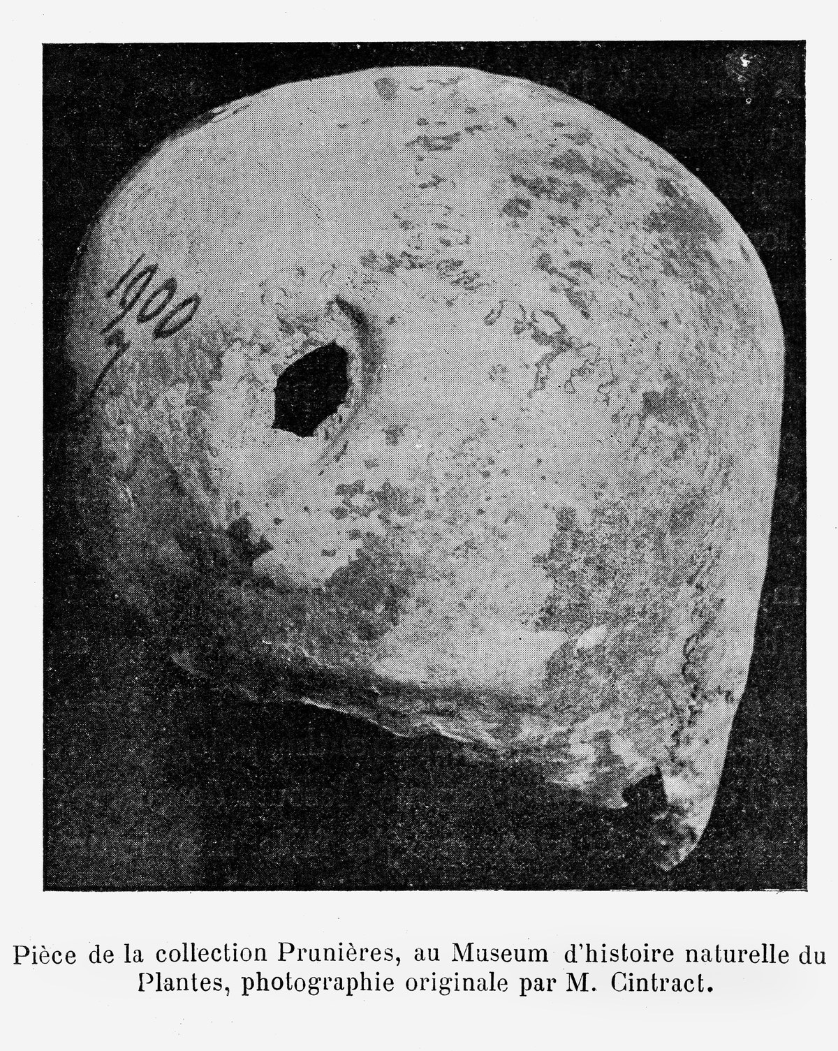 Trepanned child skull from Djarkutan showing the surgical opening on the parietal bone