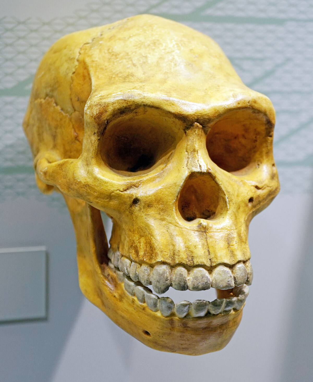 Homo erectus skull, the species likely responsible for the Wonderwerk hearths