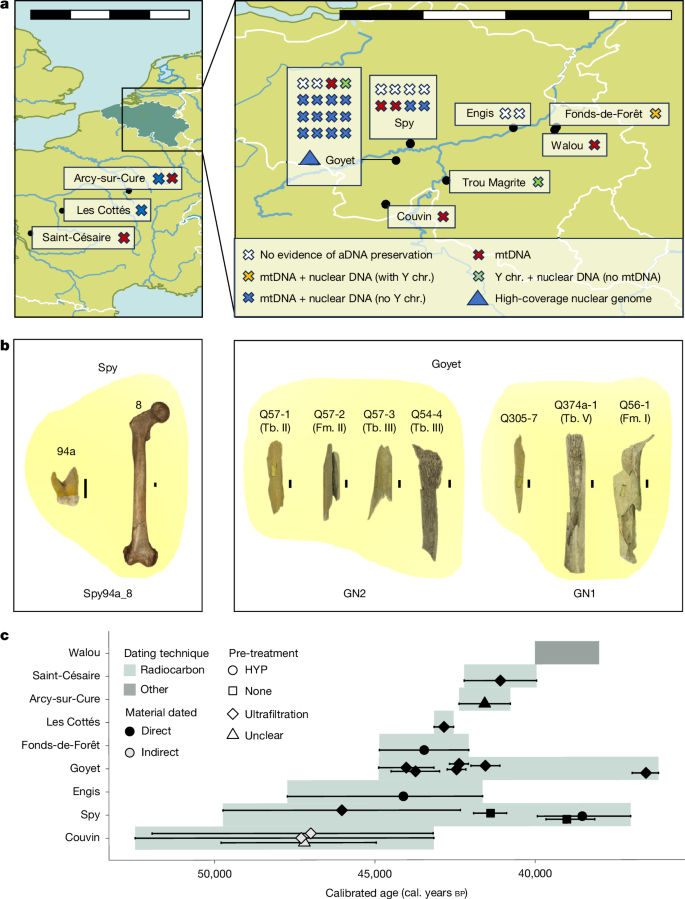 Map of the ten Neanderthal sites studied in Belgium and France (Goyet, Spy, Couvin, Trou Magrite, Engis, Walou, Fonds-de-Forêt, Saint-Césaire, Arcy-sur-Cure) ,  Nature / Hajdinjak et al. 2026